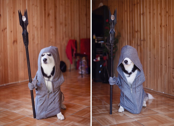 Illustration de l'article : Les huskys de cette photographe sont très à l'aise face à l'objectif