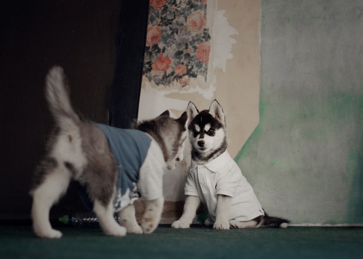 Illustration de l'article : Les huskys de cette photographe sont très à l'aise face à l'objectif