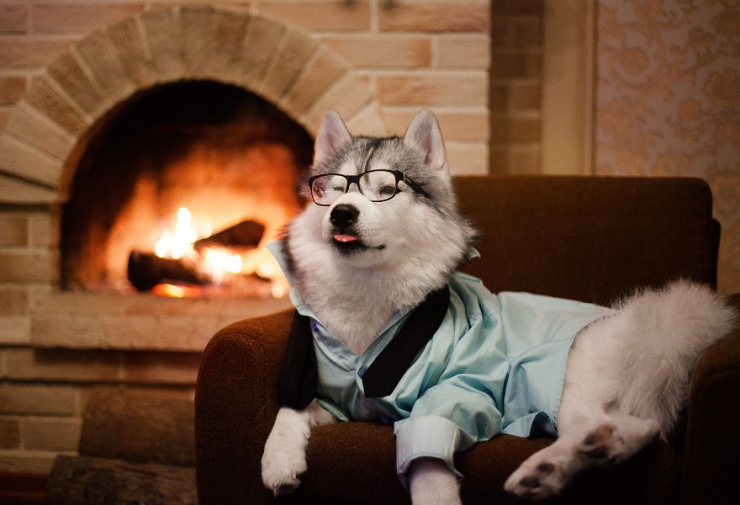 Illustration de l'article : Les huskys de cette photographe sont très à l'aise face à l'objectif