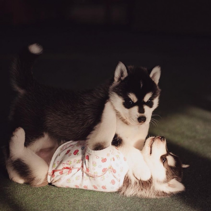 Illustration de l'article : Les huskys de cette photographe sont très à l'aise face à l'objectif