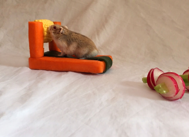 Illustration de l'article : Un mini salle de muscu en l&eacute;gumes pour hamsters fain&eacute;ants