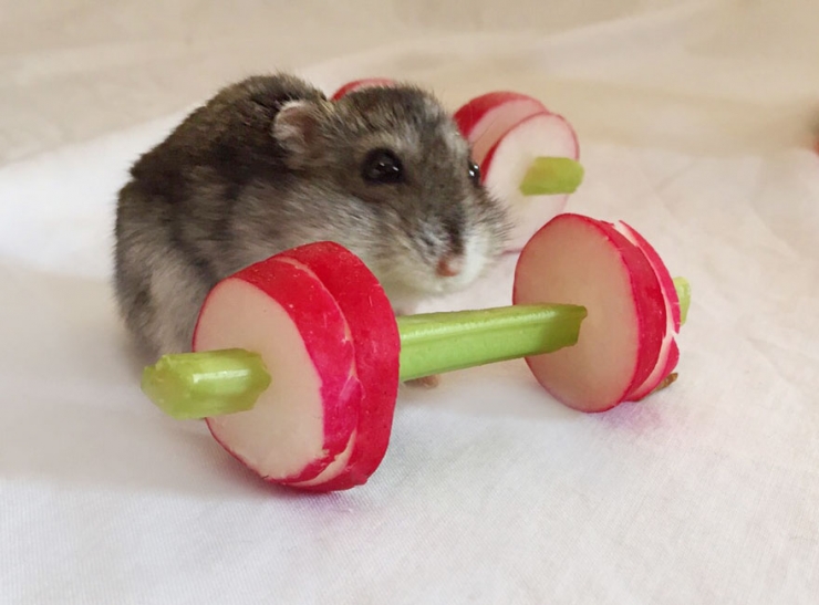 Illustration de l'article : Un mini salle de muscu en légumes pour hamsters fainéants