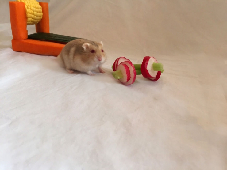 Illustration de l'article : Un mini salle de muscu en légumes pour hamsters fainéants