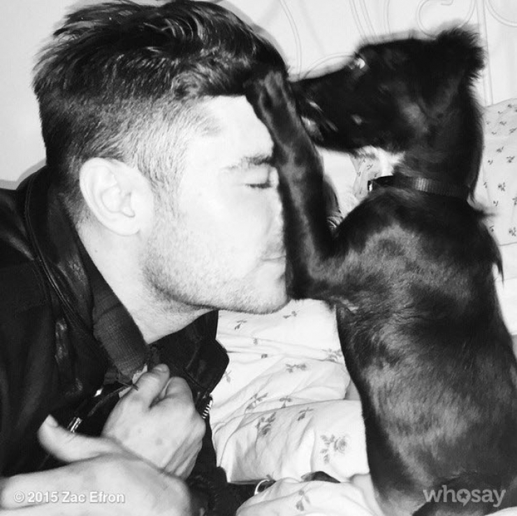 Illustration de l'article : 12 stars qui posent avec leurs chiens adorés sur Instagram