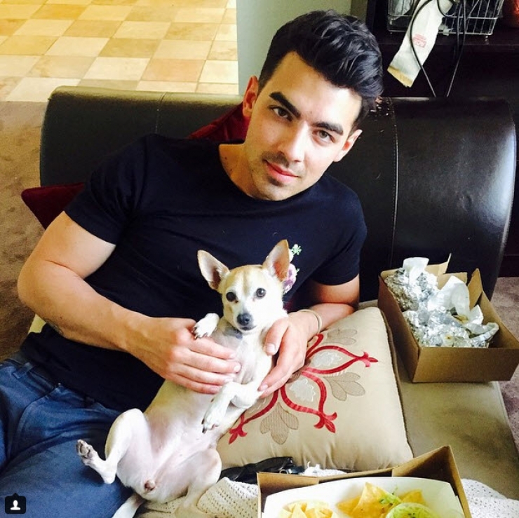 Illustration de l'article : 12 stars qui posent avec leurs chiens adorés sur Instagram