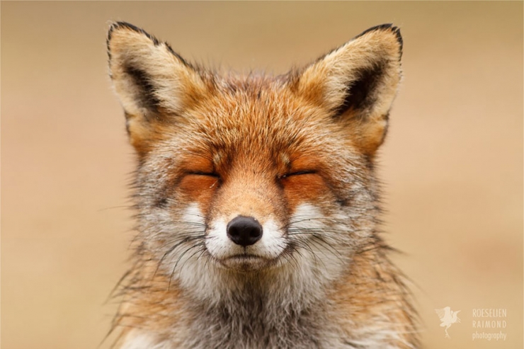 Illustration de l'article : Des renards apaisés et sereins dans leur milieu naturel : voici Zen Foxes, de Roeselien Raimond