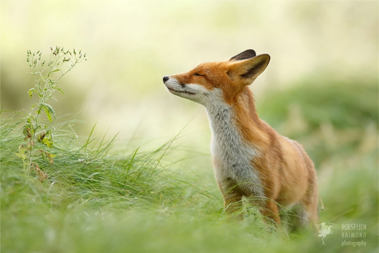 Illustration de l'article : Des renards apaisés et sereins dans leur milieu naturel : voici Zen Foxes, de Roeselien Raimond
