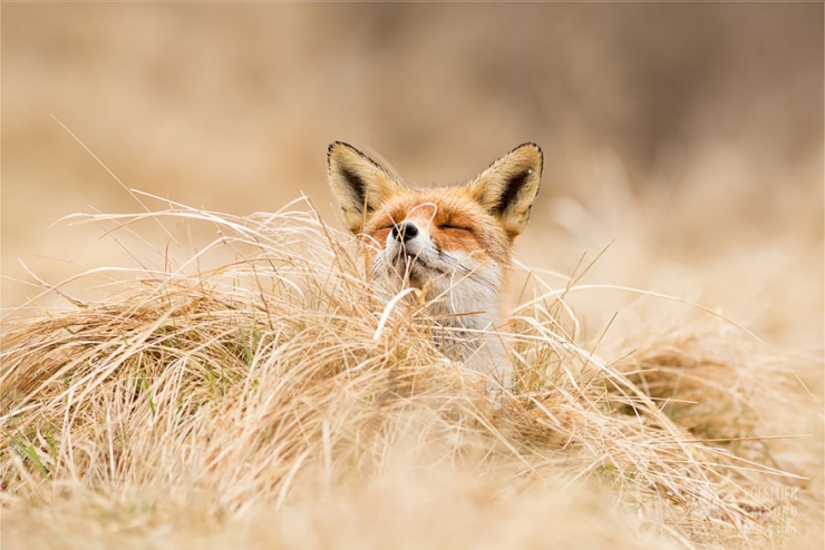 Illustration de l'article : Des renards apaisés et sereins dans leur milieu naturel : voici Zen Foxes, de Roeselien Raimond