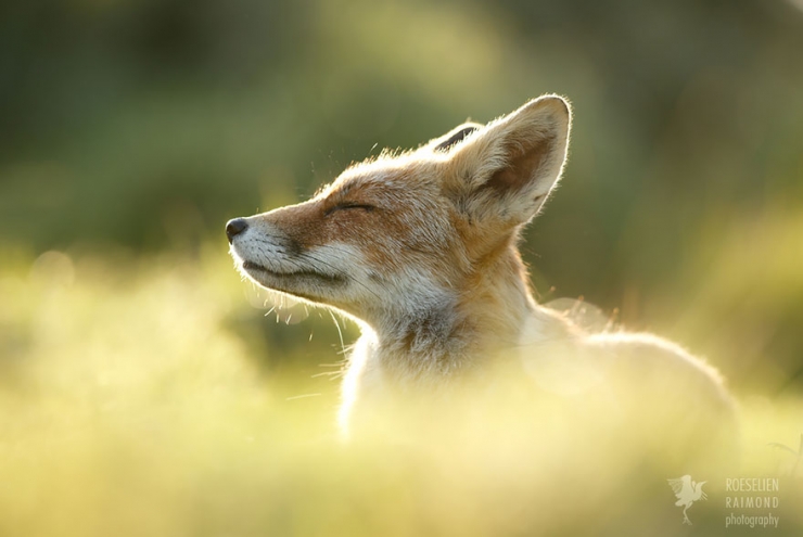 Illustration de l'article : Des renards apaisés et sereins dans leur milieu naturel : voici Zen Foxes, de Roeselien Raimond