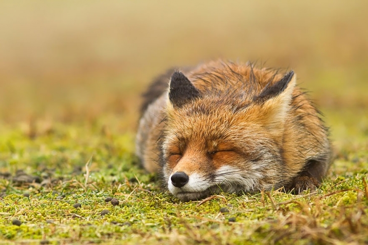 Illustration de l'article : Des renards apaisés et sereins dans leur milieu naturel : voici Zen Foxes, de Roeselien Raimond