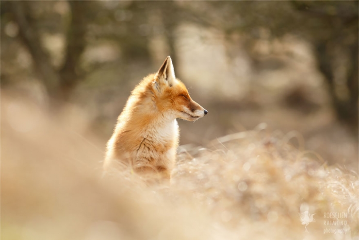 Illustration de l'article : Des renards apais&eacute;s et sereins dans leur milieu naturel : voici Zen Foxes, de Roeselien Raimond