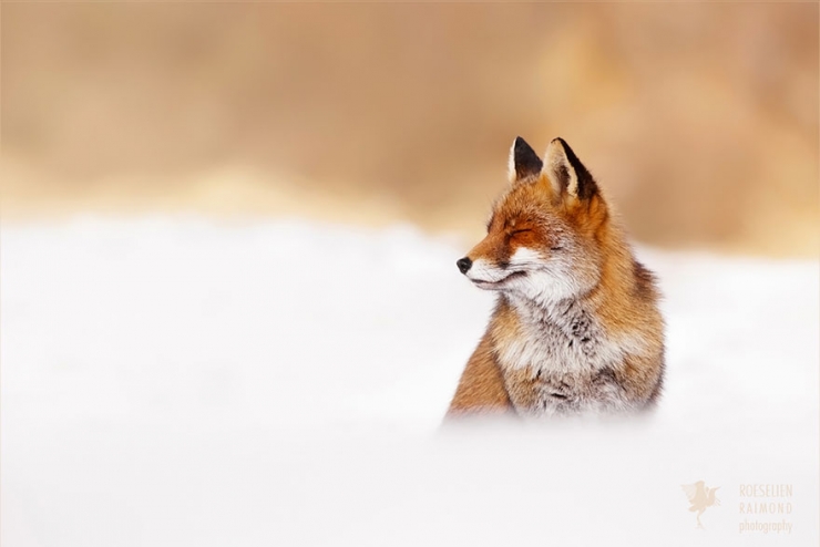 Illustration de l'article : Des renards apaisés et sereins dans leur milieu naturel : voici Zen Foxes, de Roeselien Raimond