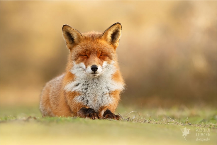 Des renards apaisés et sereins dans leur milieu naturel : voici Zen ...