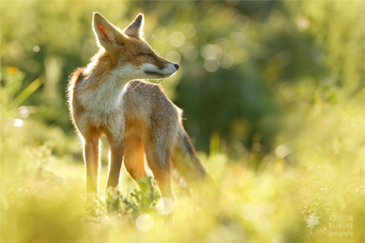Illustration de l'article : Des renards apaisés et sereins dans leur milieu naturel : voici Zen Foxes, de Roeselien Raimond