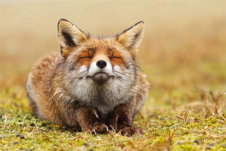 Illustration de l'article : Des renards apaisés et sereins dans leur milieu naturel : voici Zen Foxes, de Roeselien Raimond