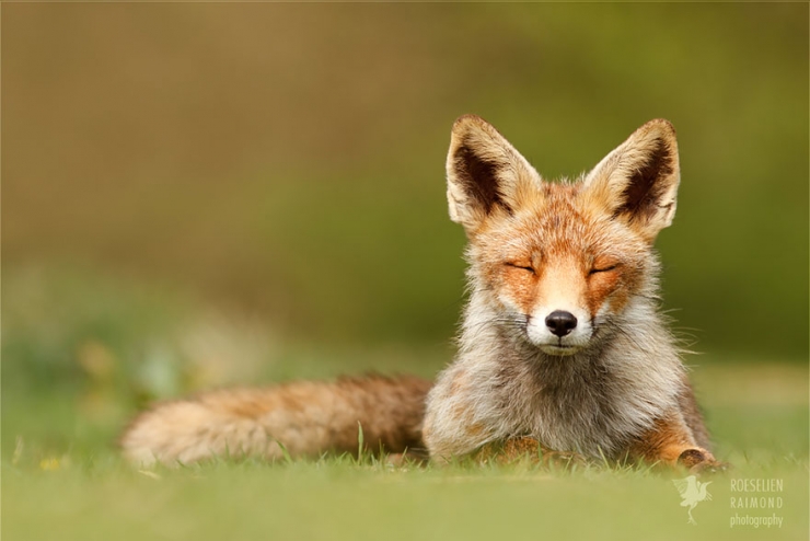 Illustration de l'article : Des renards apaisés et sereins dans leur milieu naturel : voici Zen Foxes, de Roeselien Raimond