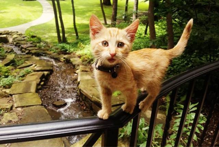 Illustration de l'article : Sauvé et soigné par un biker, ce chaton se met lui aussi à sillonner les routes à moto