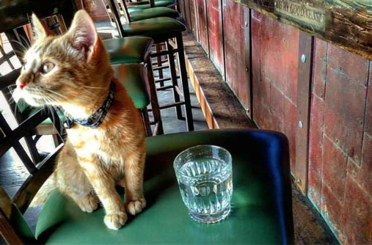 Illustration de l'article : Sauv&eacute; et soign&eacute; par un biker, ce chaton se met lui aussi &agrave; sillonner les routes &agrave; moto