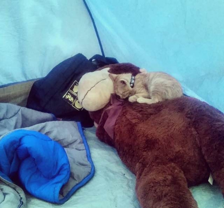 Illustration de l'article : Sauvé et soigné par un biker, ce chaton se met lui aussi à sillonner les routes à moto