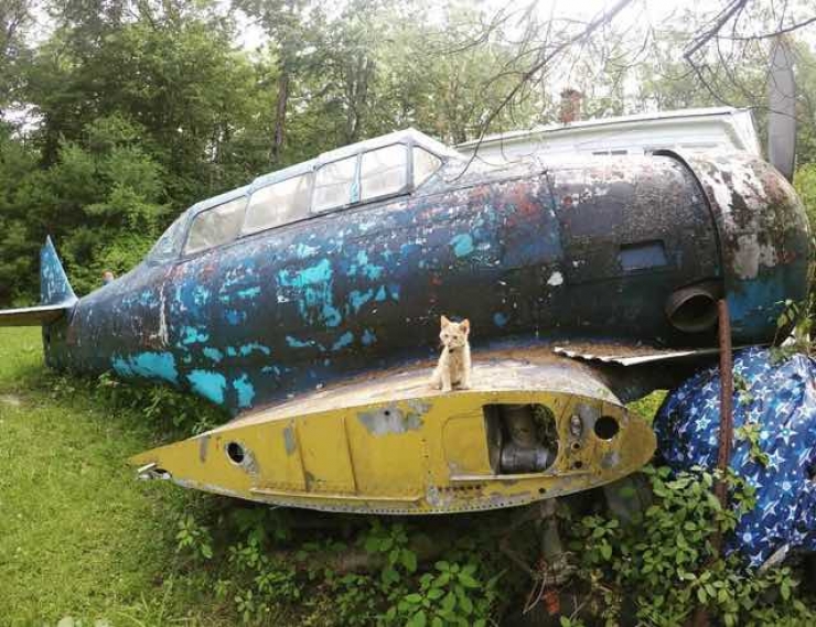 Illustration de l'article : Sauvé et soigné par un biker, ce chaton se met lui aussi à sillonner les routes à moto