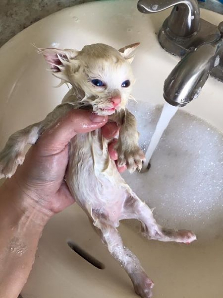 Illustration de l'article : Ce chaton est resté coincé entre deux blocs de pierre pendant deux jours entiers