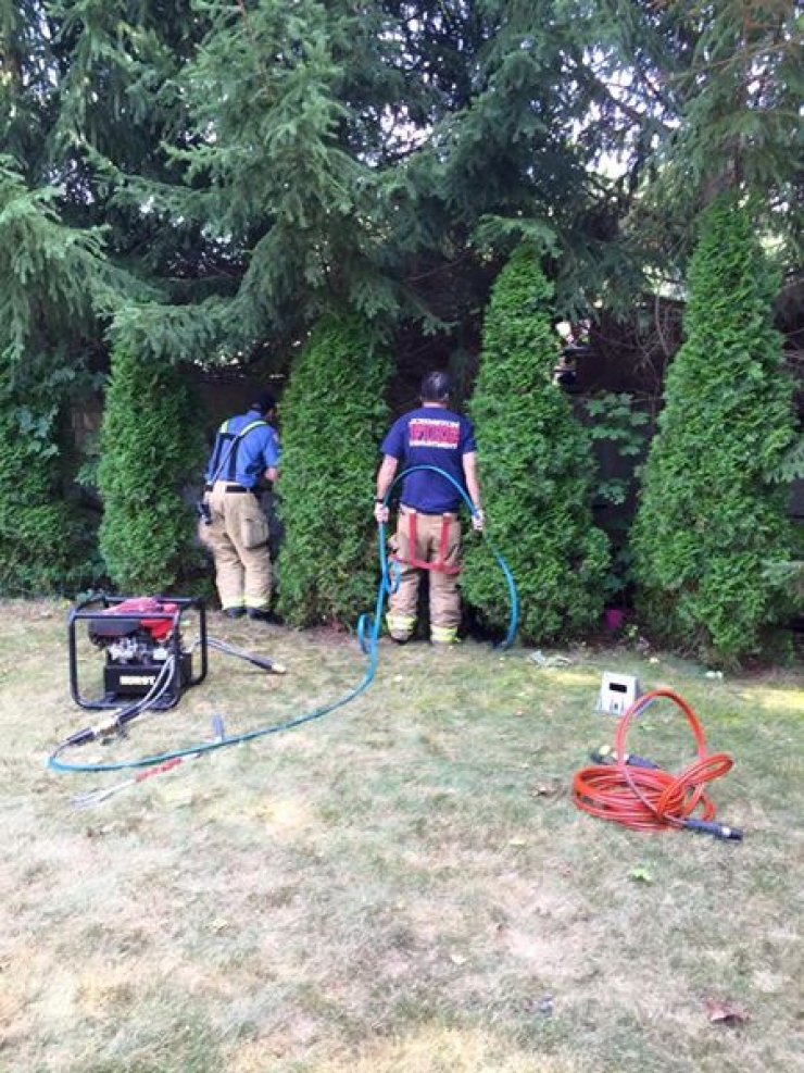 Illustration de l'article : Ce chaton est resté coincé entre deux blocs de pierre pendant deux jours entiers