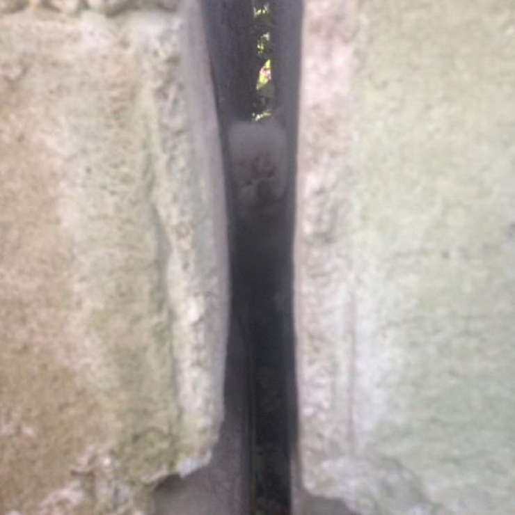 Illustration de l'article : Ce chaton est resté coincé entre deux blocs de pierre pendant deux jours entiers