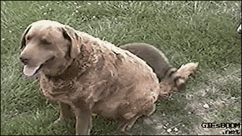 Illustration de l'article : Quand des animaux d'espèces différentes se lient d'amitié (14 GIFs)