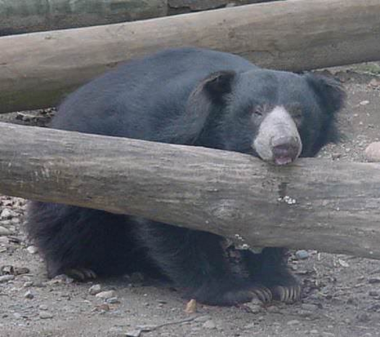 Illustration de l'article : Le chagrin et les probl&egrave;mes de sant&eacute; auront eu raison de ce pauvre ours qui a perdu sa compagne