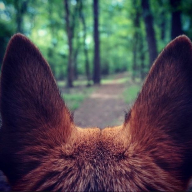 Illustration de l'article : Qui a dit que les chiens n'aimaient pas le Camping ? Ces 28 photos prouvent tout le contraire :)