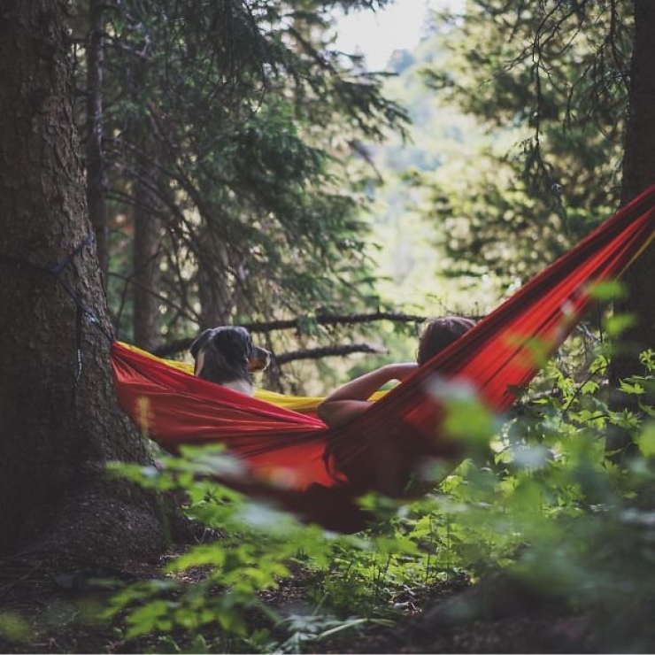 Illustration de l'article : Qui a dit que les chiens n'aimaient pas le Camping ? Ces 28 photos prouvent tout le contraire :)