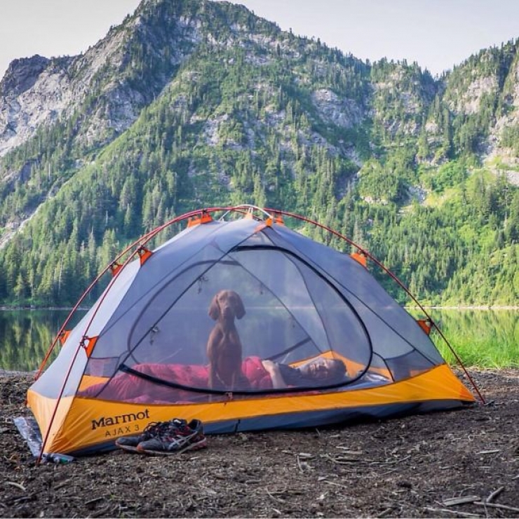 Illustration de l'article : Qui a dit que les chiens n'aimaient pas le Camping ? Ces 28 photos prouvent tout le contraire :)