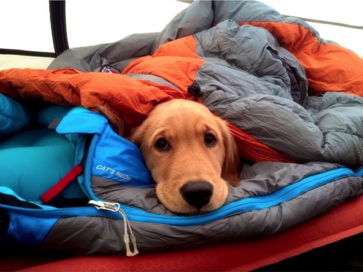 Illustration de l'article : Qui a dit que les chiens n'aimaient pas le Camping ? Ces 28 photos prouvent tout le contraire :)