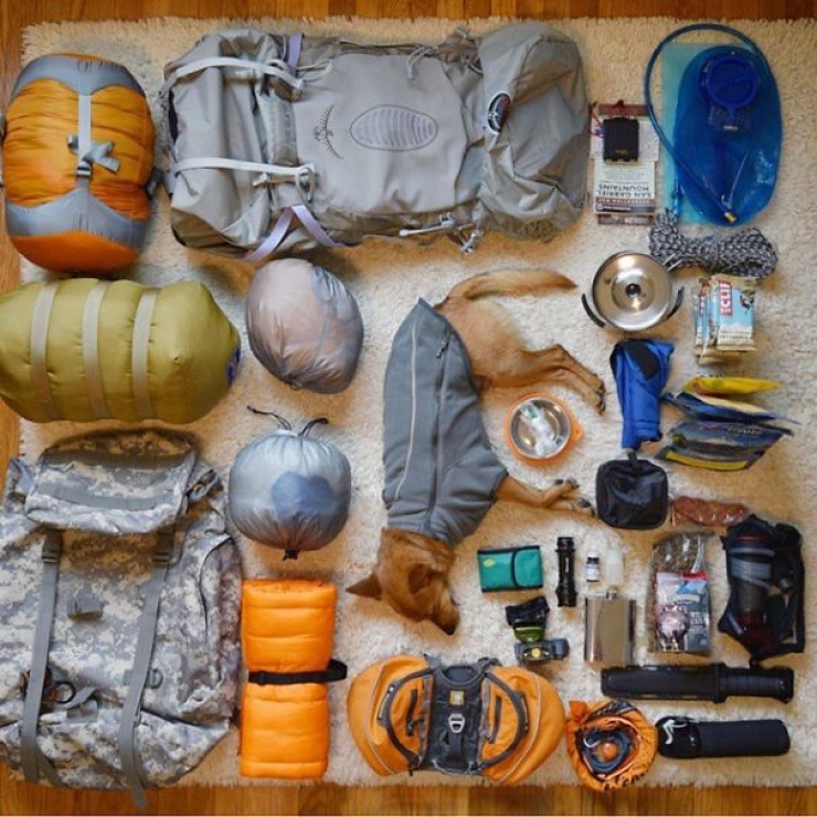 Illustration de l'article : Qui a dit que les chiens n'aimaient pas le Camping ? Ces 28 photos prouvent tout le contraire :)