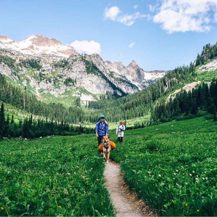 Illustration de l'article : Qui a dit que les chiens n'aimaient pas le Camping ? Ces 28 photos prouvent tout le contraire :)