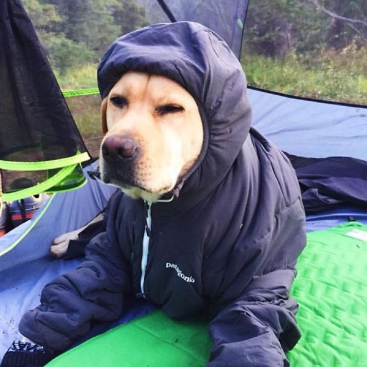 Illustration de l'article : Qui a dit que les chiens n'aimaient pas le Camping ? Ces 28 photos prouvent tout le contraire :)