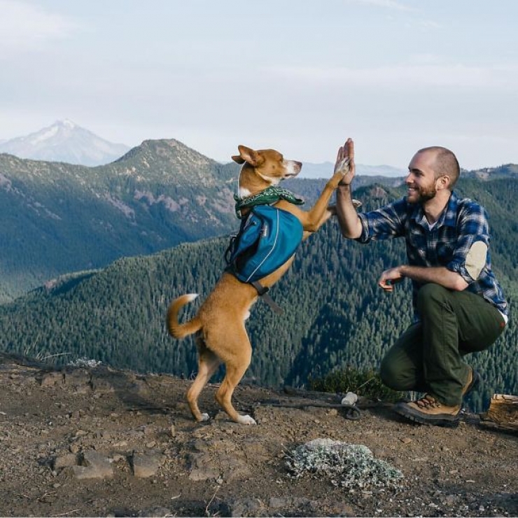 Illustration de l'article : Qui a dit que les chiens n'aimaient pas le Camping ? Ces 28 photos prouvent tout le contraire :)