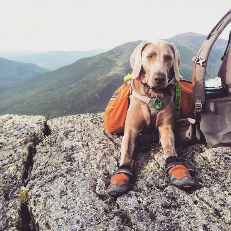 Illustration de l'article : Qui a dit que les chiens n'aimaient pas le Camping ? Ces 28 photos prouvent tout le contraire :)