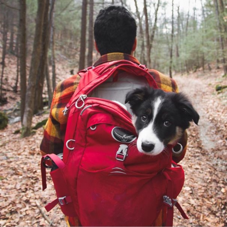 Illustration de l'article : Qui a dit que les chiens n'aimaient pas le Camping ? Ces 28 photos prouvent tout le contraire :)