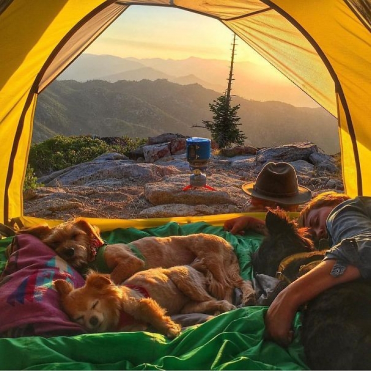Illustration de l'article : Qui a dit que les chiens n'aimaient pas le Camping ? Ces 28 photos prouvent tout le contraire :)
