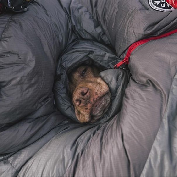 Illustration de l'article : Qui a dit que les chiens n'aimaient pas le Camping ? Ces 28 photos prouvent tout le contraire :)