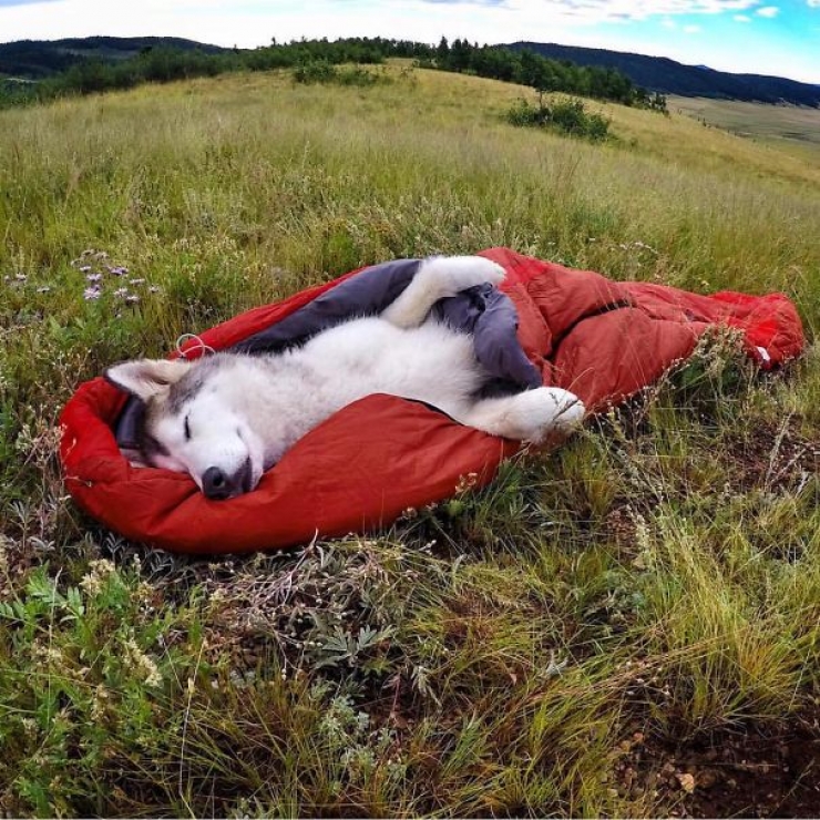 Illustration de l'article : Qui a dit que les chiens n'aimaient pas le Camping ? Ces 28 photos prouvent tout le contraire :)