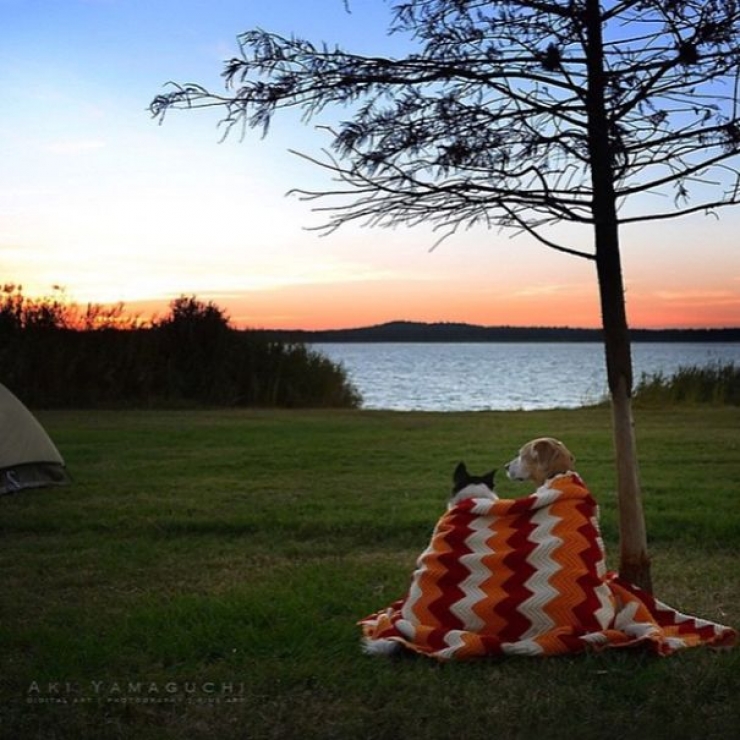 Illustration de l'article : Qui a dit que les chiens n'aimaient pas le Camping ? Ces 28 photos prouvent tout le contraire :)