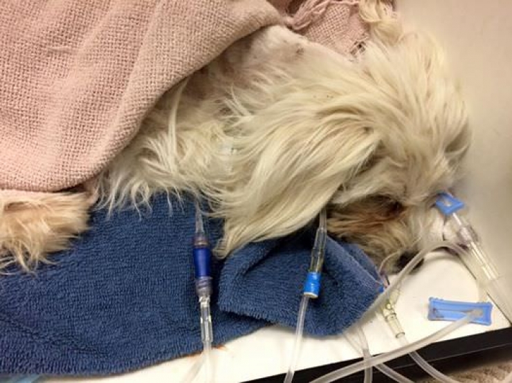 Illustration de l'article : Cette chienne était quasiment à l'agonie lorsqu'il l'a trouvée sur la route