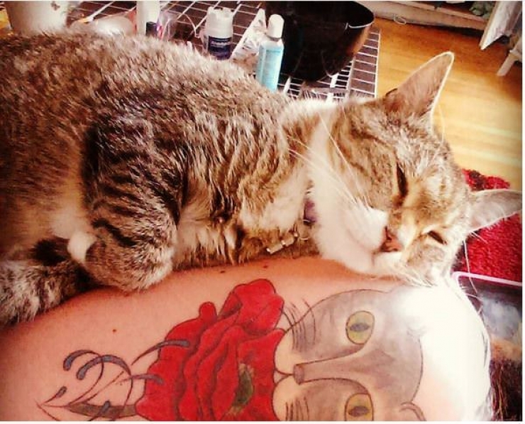 Illustration de l'article : Ces personnes qui ont choisi de se faire tatouer les portraits de leurs chats adorés