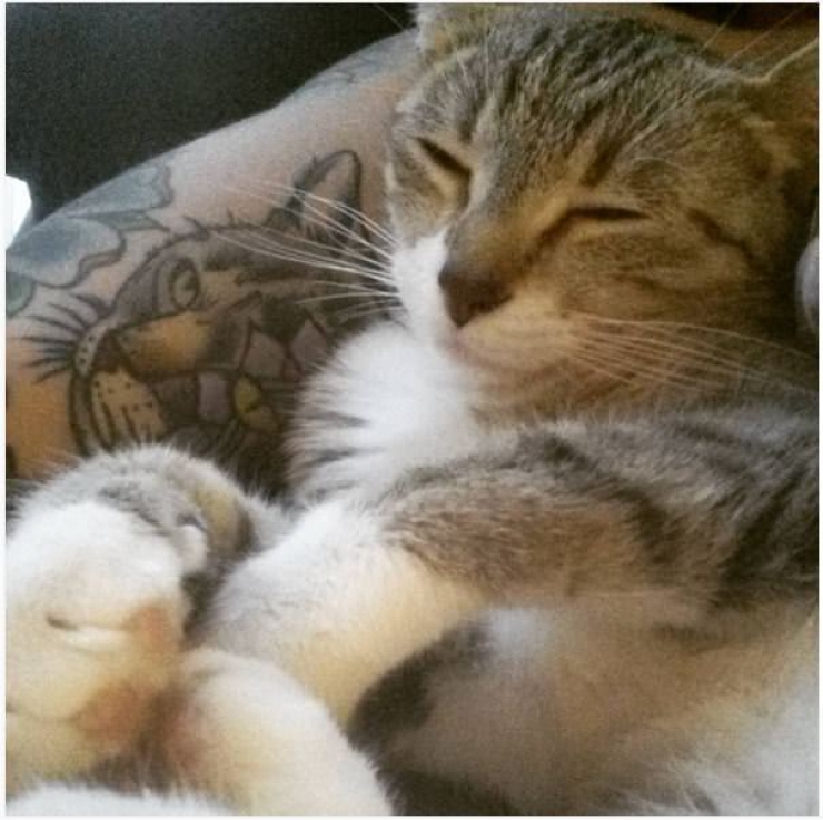 Illustration de l'article : Ces personnes qui ont choisi de se faire tatouer les portraits de leurs chats adorés