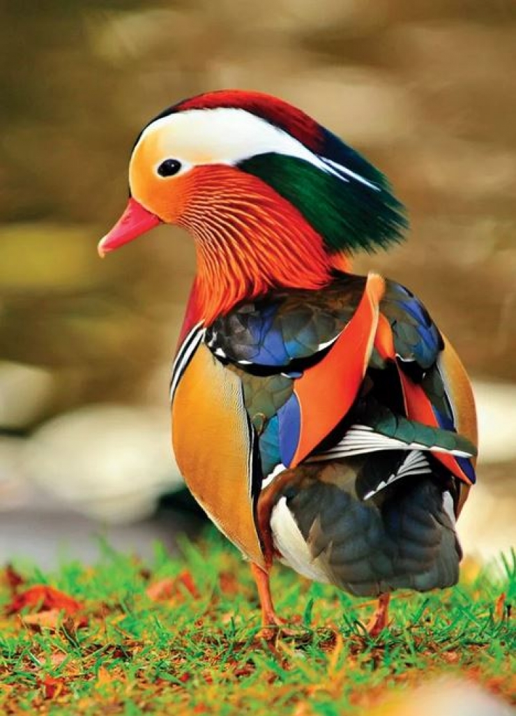 Illustration de l'article : Vous aurez du mal &agrave; le croire, mais ces 24 animaux existent bel et bien