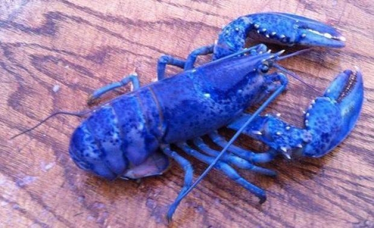 Illustration de l'article : Vous aurez du mal &agrave; le croire, mais ces 24 animaux existent bel et bien