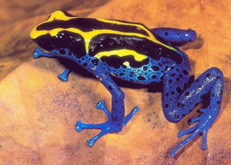 Illustration de l'article : Vous aurez du mal &agrave; le croire, mais ces 24 animaux existent bel et bien