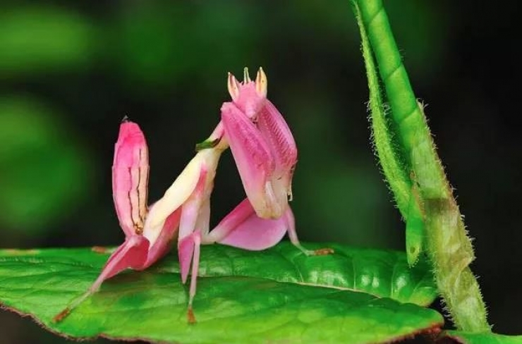 Illustration de l'article : Vous aurez du mal &agrave; le croire, mais ces 24 animaux existent bel et bien